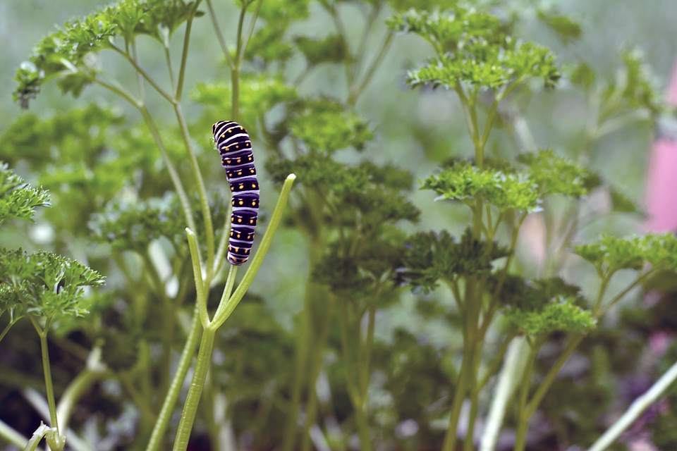 Caterpillar parsley garden