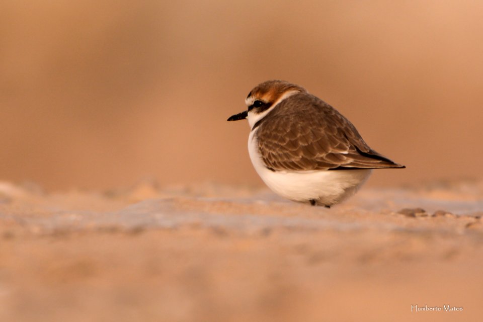 Borrelho-de-coleira-interrompida (Charadrius alexandrinus)