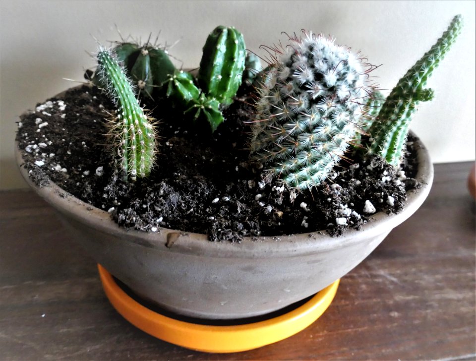 A newly repotted cacti collection with two new additions from Etsy.