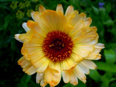 calendula