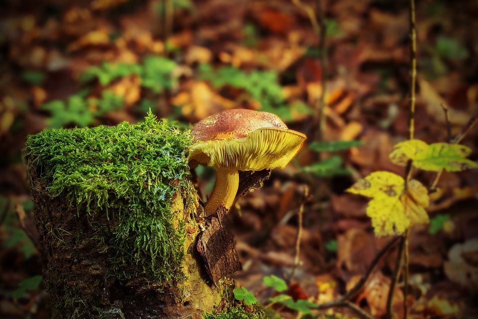 Autumn forest nature