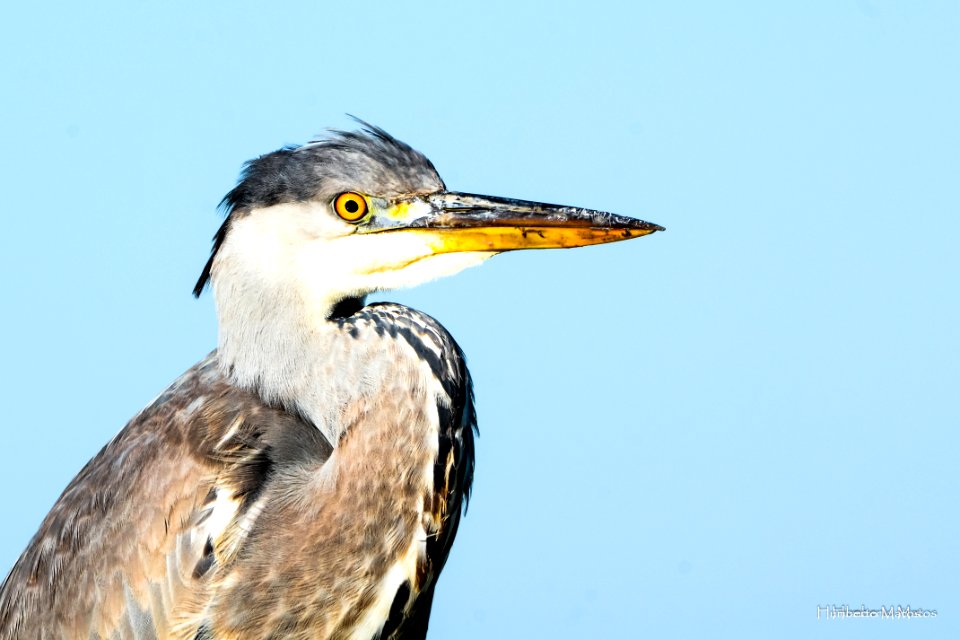 Garça-real (Ardea cinerea)