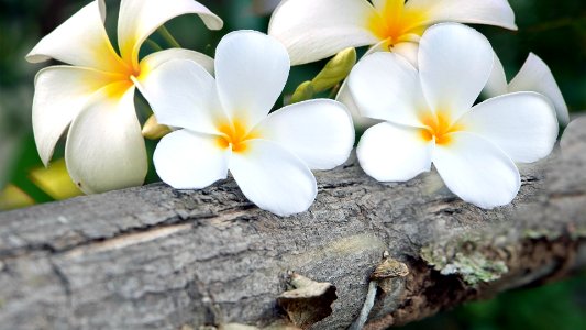 Bunch of White Plumeria Flowers photo