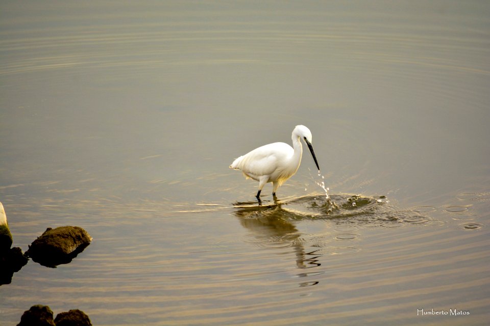 Garça-branca-pequena (Egretta garzetta)