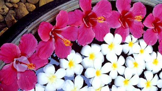 White and Pink Plumeria Flowers photo