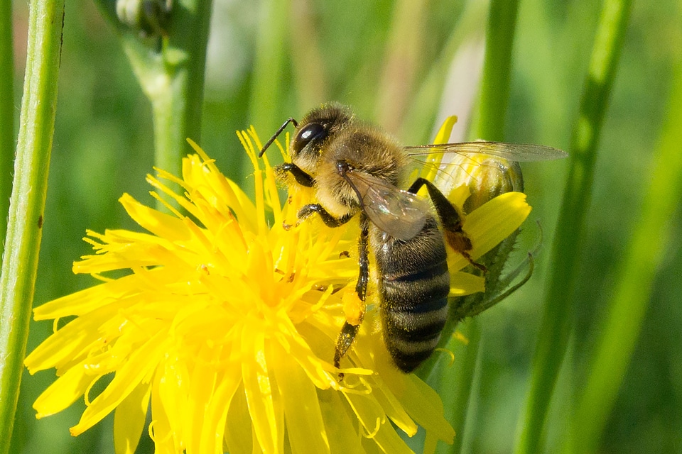 Yellow flower insect