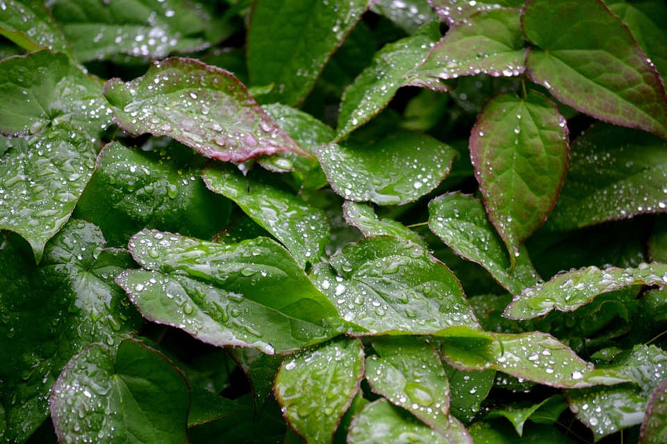 Water rain green