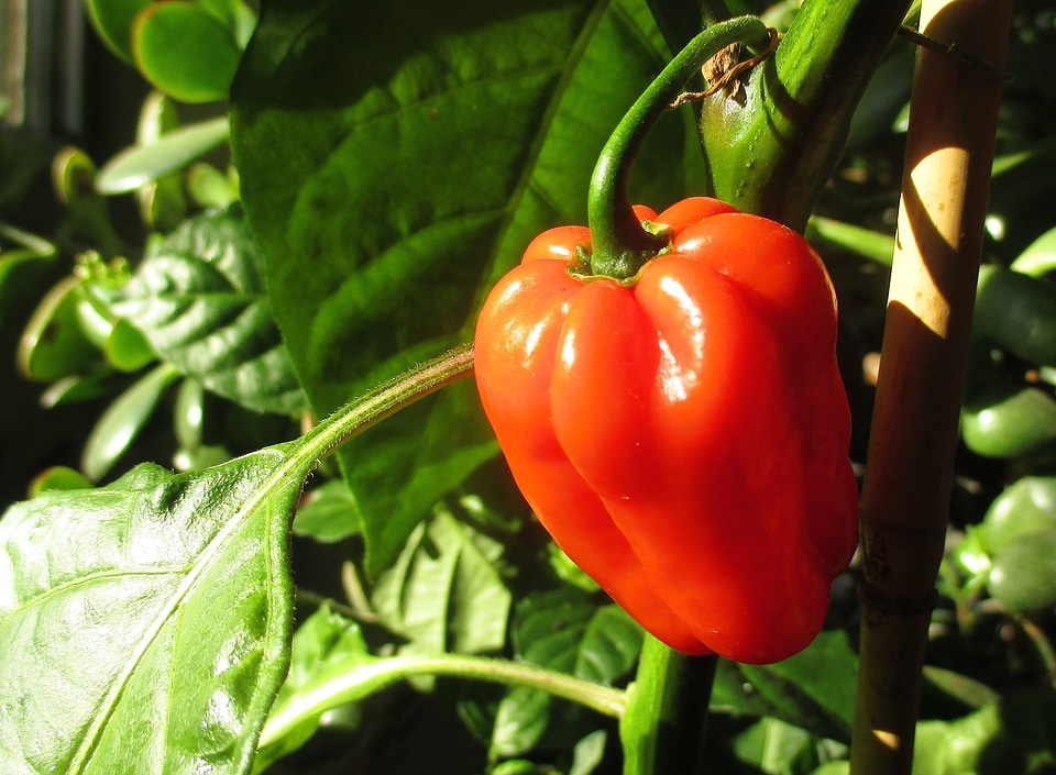 Greenhouse kitchen food
