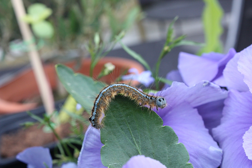 Reptiles caterpillar butterfly