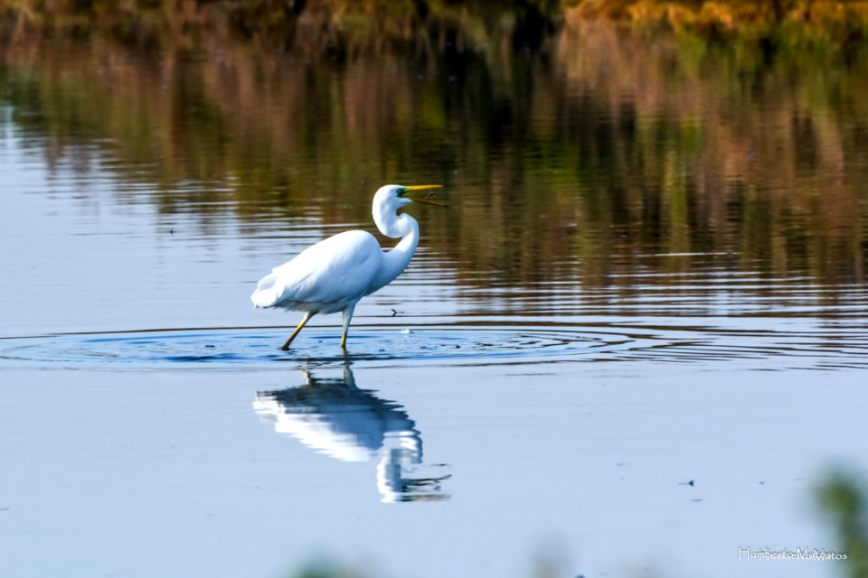 Garça-branca-grande (Egretta alba)