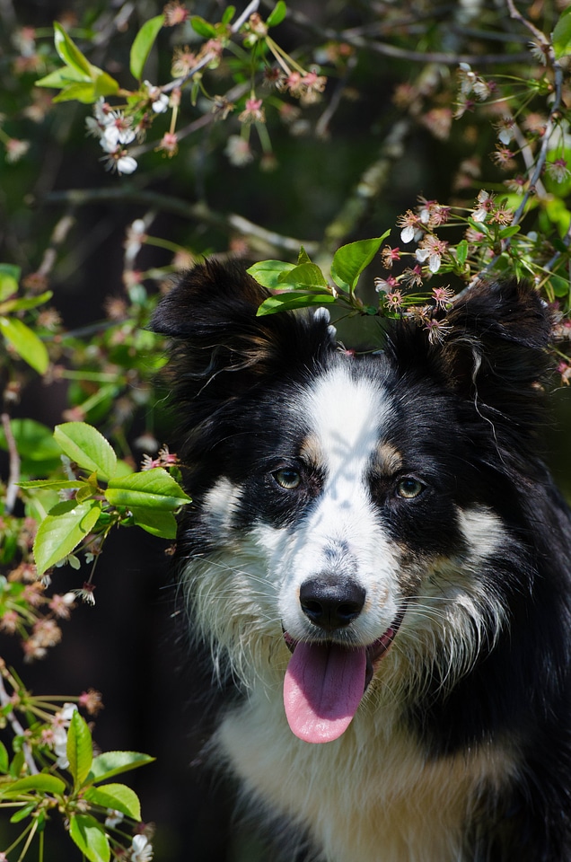 Cherry tree british sheepdog head