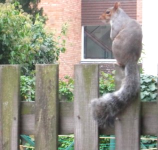 Squirrel Fence 01