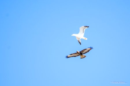 Aguia-de-asa-redonda ou Bútio-comum  (Buteo buteo)
