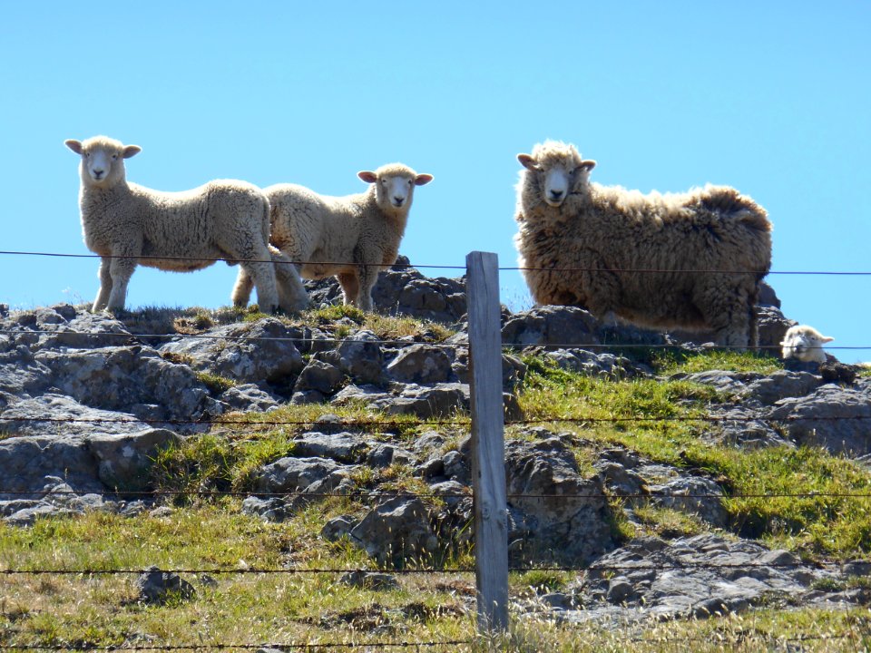 New Zealand Sheeps