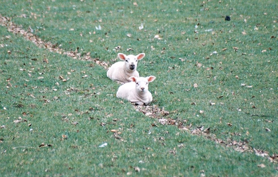 Lambs