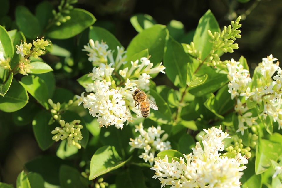 Honey bee nature flower