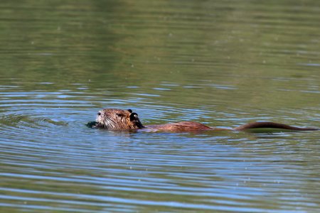 Stéphanie Baumard - Ragondin (Myocastor coypus) - Camargue