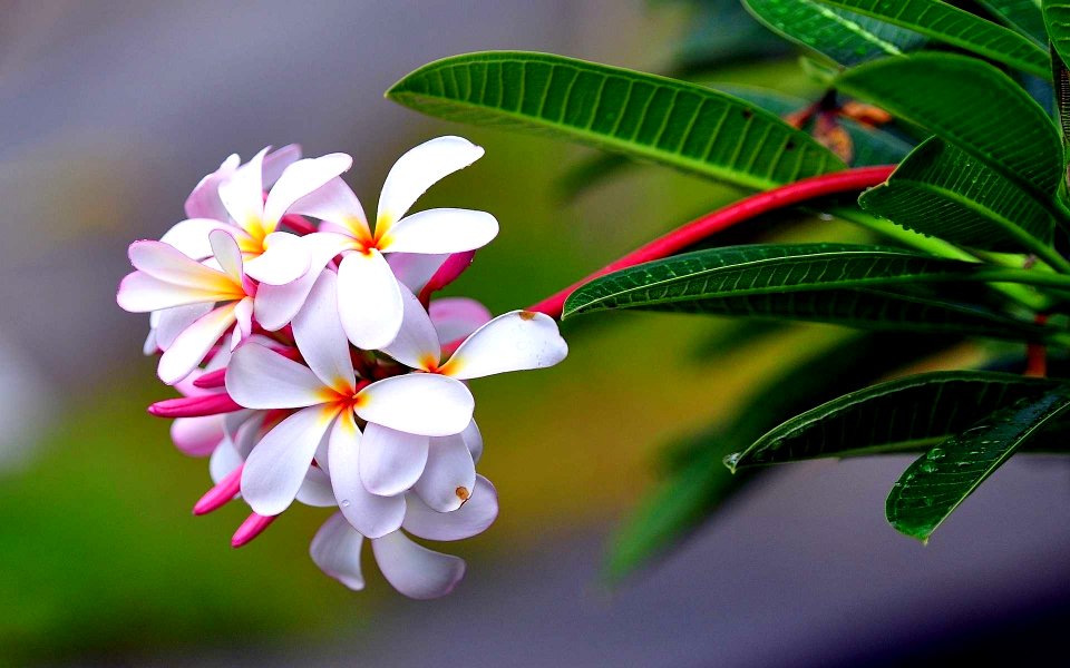 Purple and White Plumeria Flowers