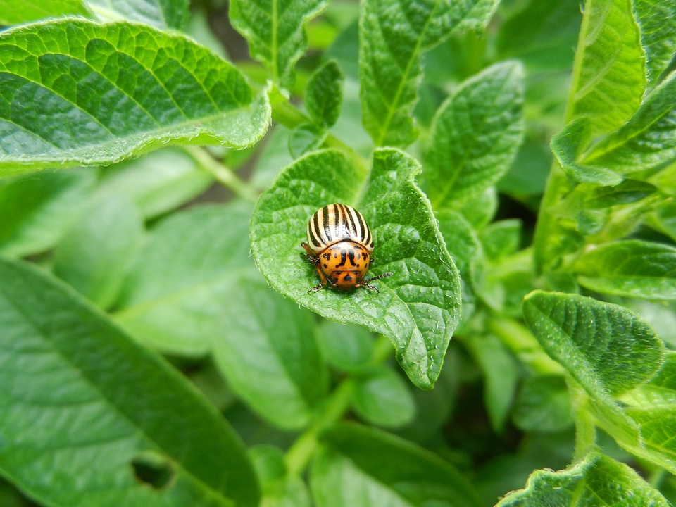 Potato plant beetle nature