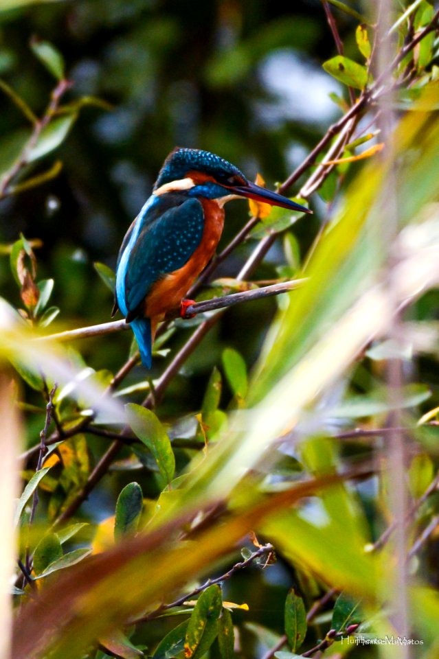 Guarda-rios (Alcedo atthis)
