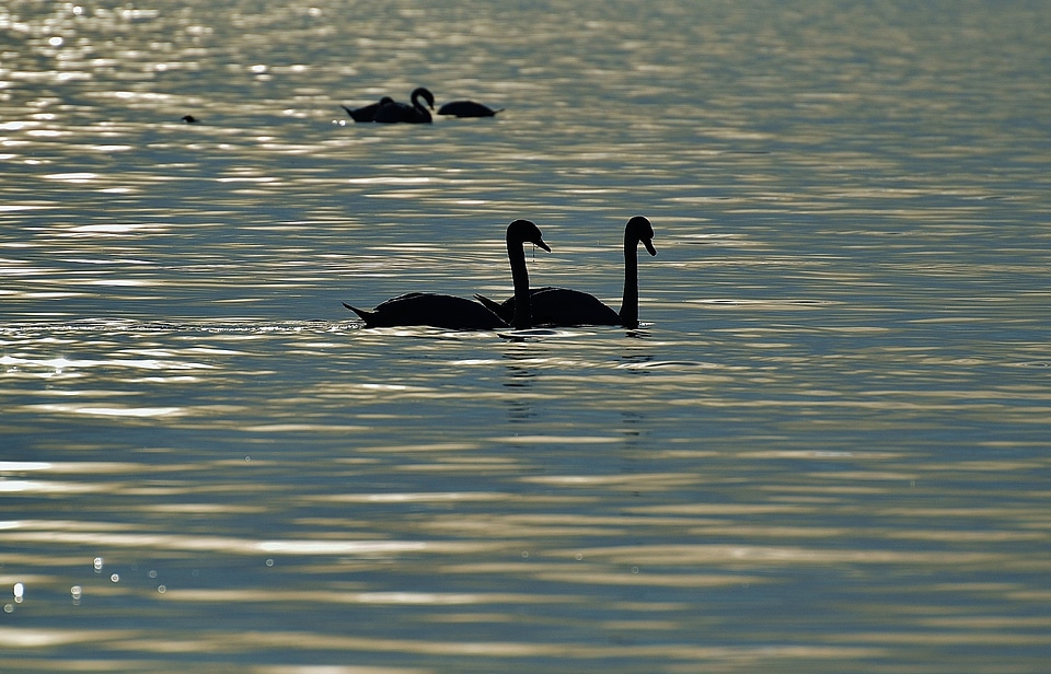 Lake constance animal world lake