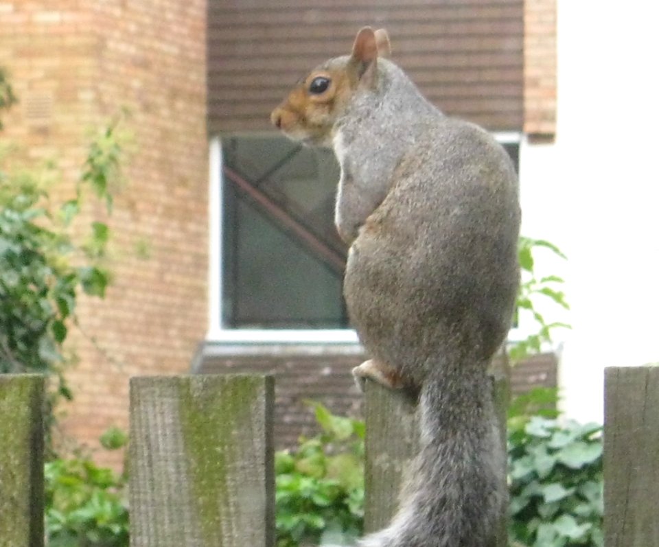 Squirrel Fence 02