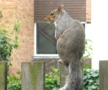 Squirrel Fence 02