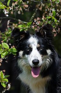 Border collie portrait cherry tree