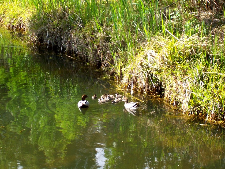 Ducklings at Port Fairy
