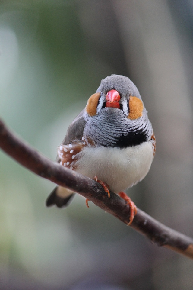 Bird wildlife mehran b