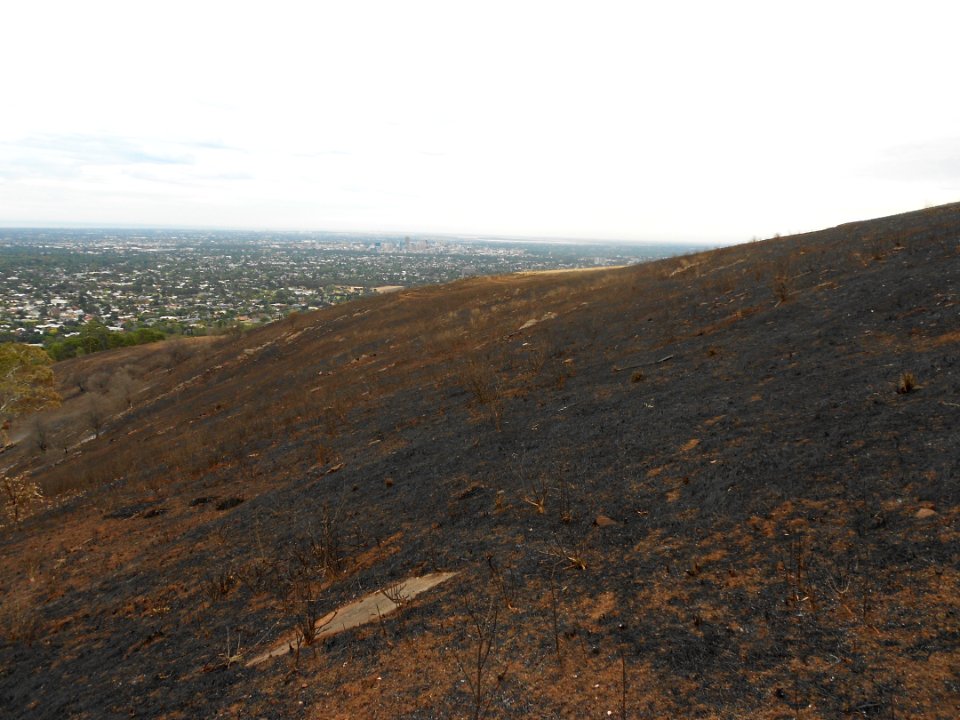 Brown Hill is black (View towards Adelaide CBD)
