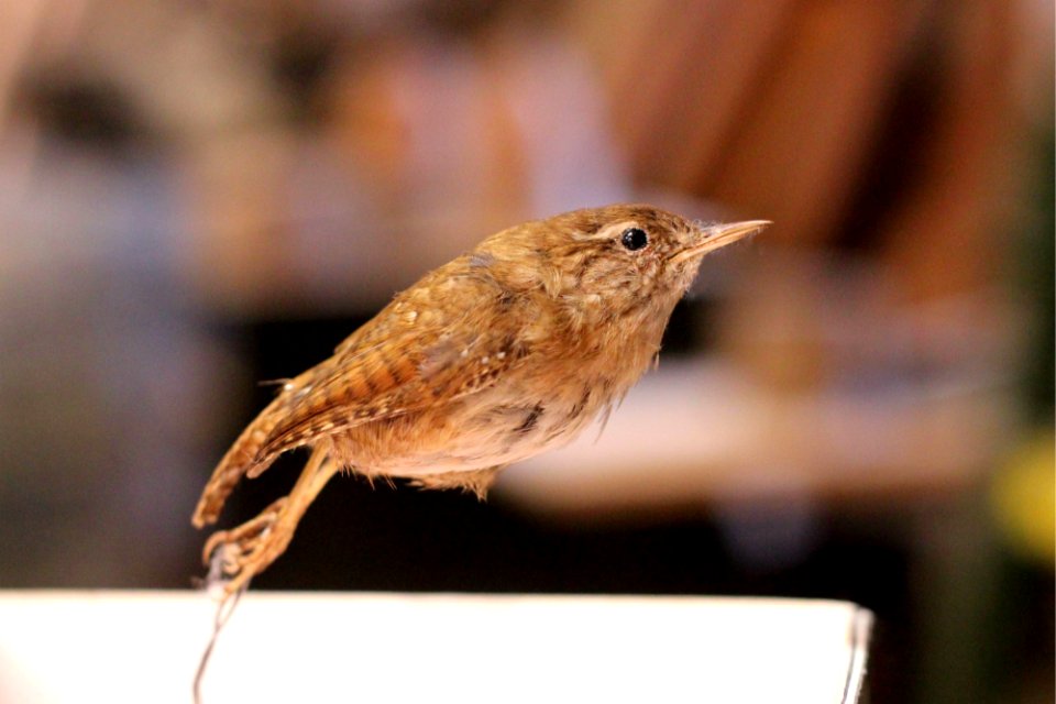 A Wren, belonging to Bock Yuan Fannee