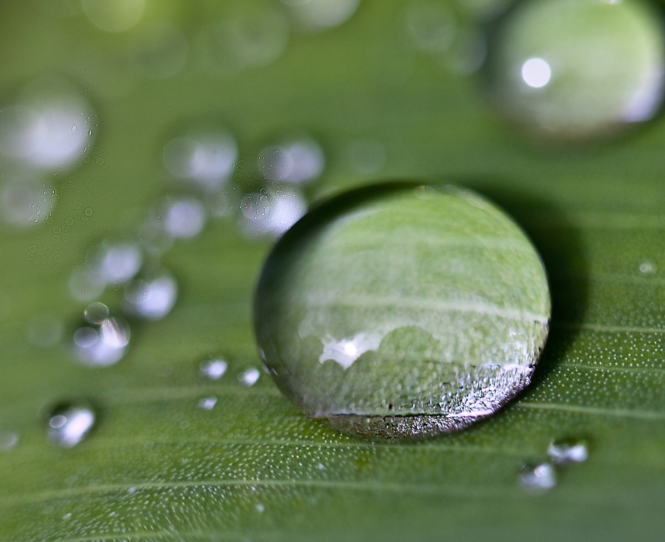 Rain drops nature after the rain