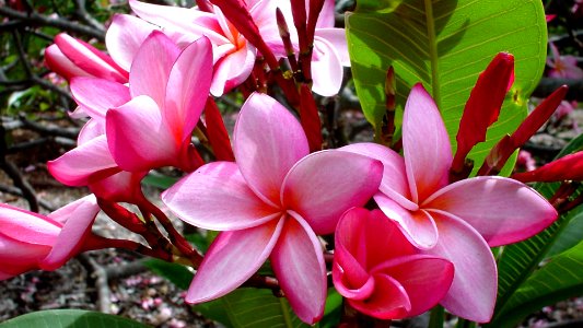 Pink Shade Plumeria Flowers