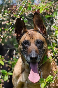 Cherry tree malinois portrait photo