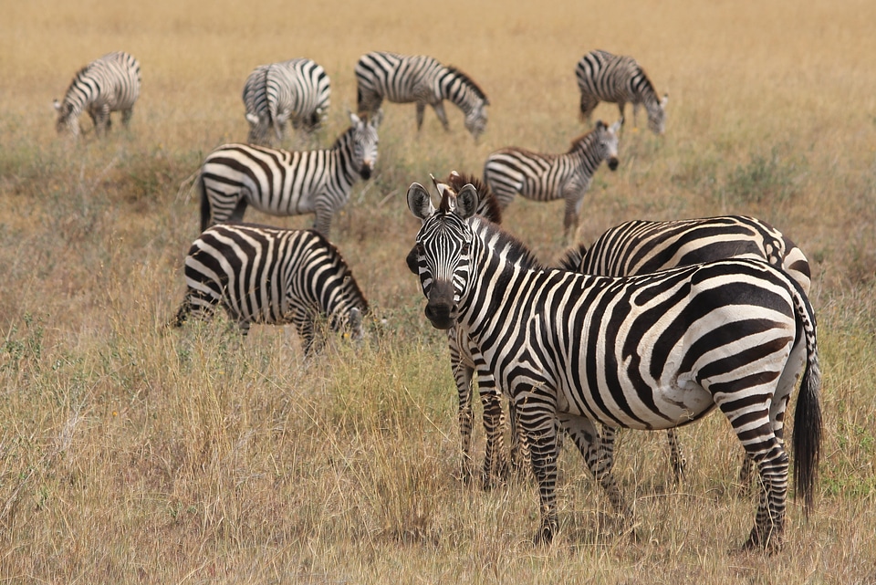 Zebra animals africa