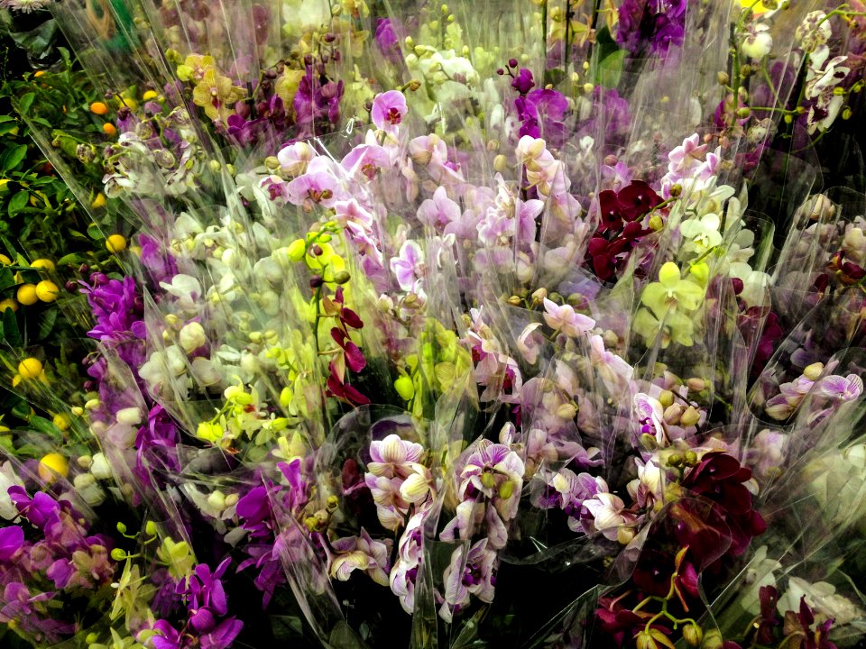 orchid garden
