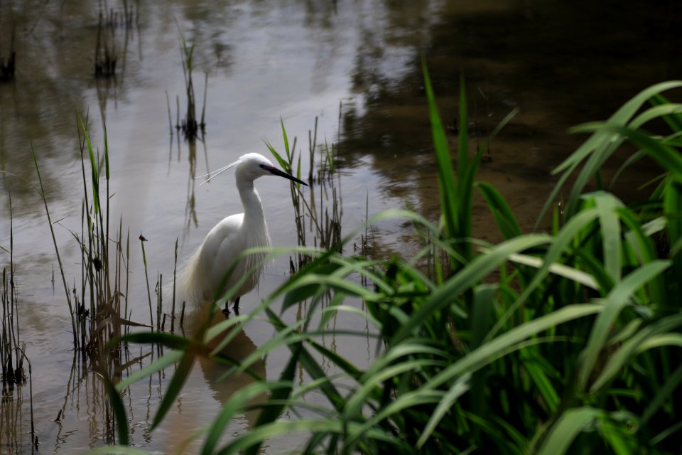 Stéphanie-Baumard - Aigrette garzette (Egretta garzetta) - camargue