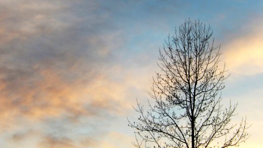 Evening Tree