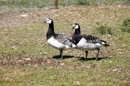 Barnacle geese (Branta leucopsis) photo