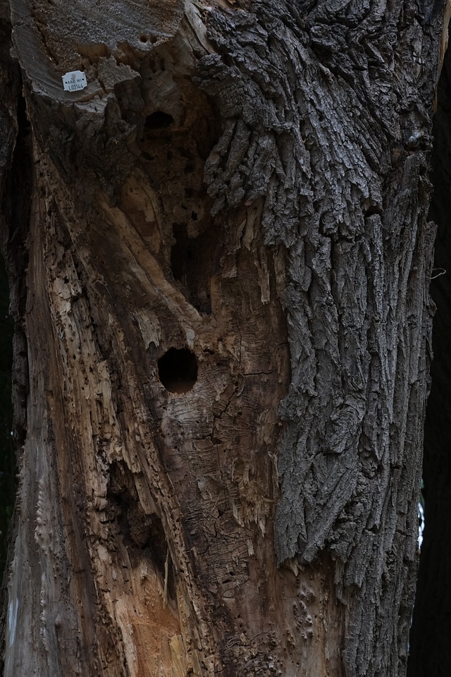 Wood tree old photo