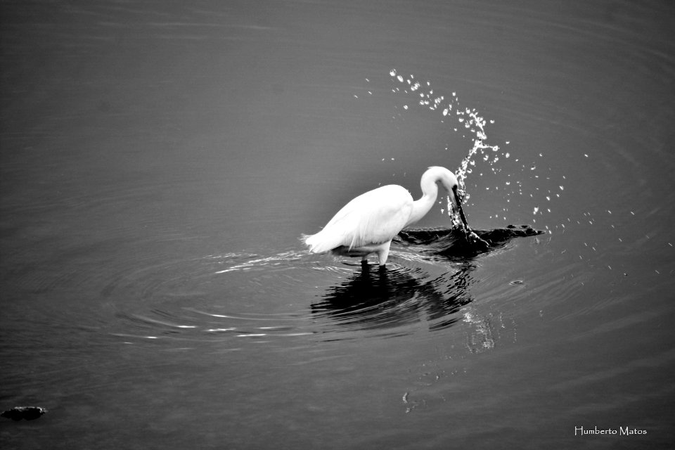 Garça-branca-pequena (Egretta garzetta)