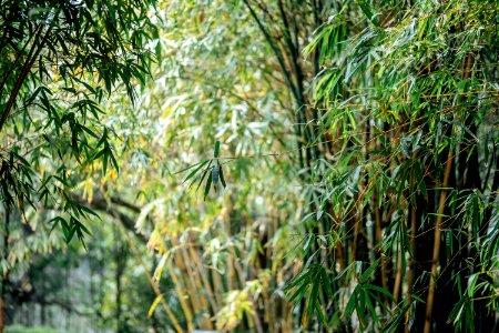 交大美景 / 百竹園 photo