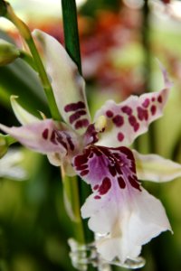 CAMILLE MORENOS - orchidés