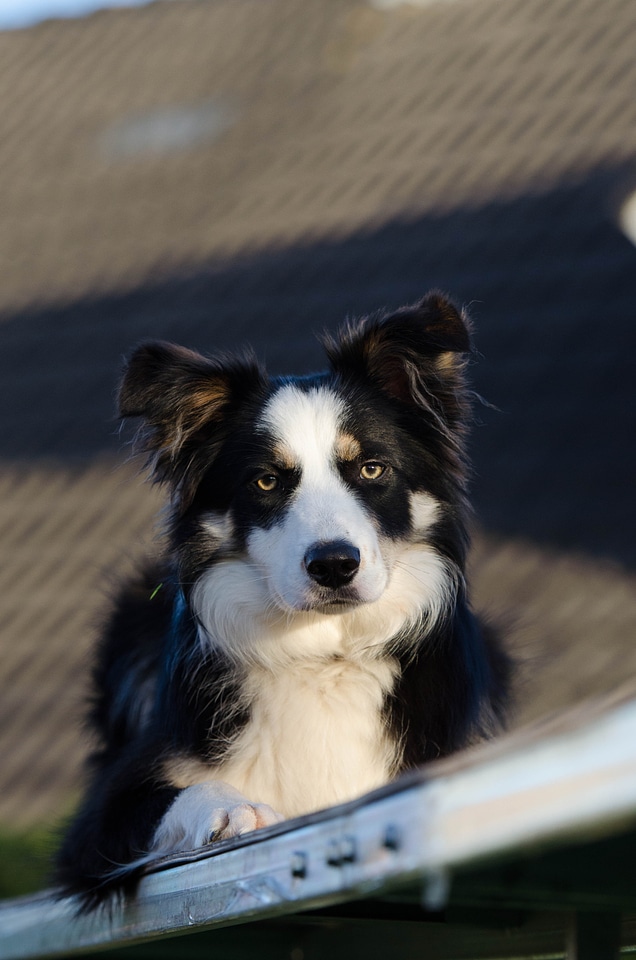 Border collie three coloured attention