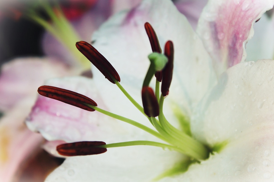Bloom flower blossomed