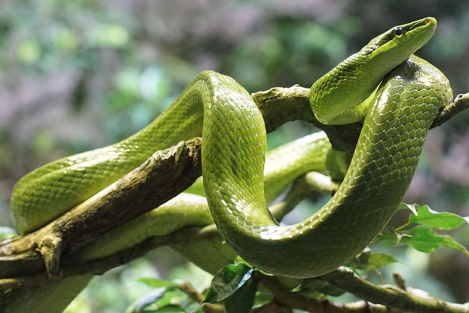 Snake non toxic reptile