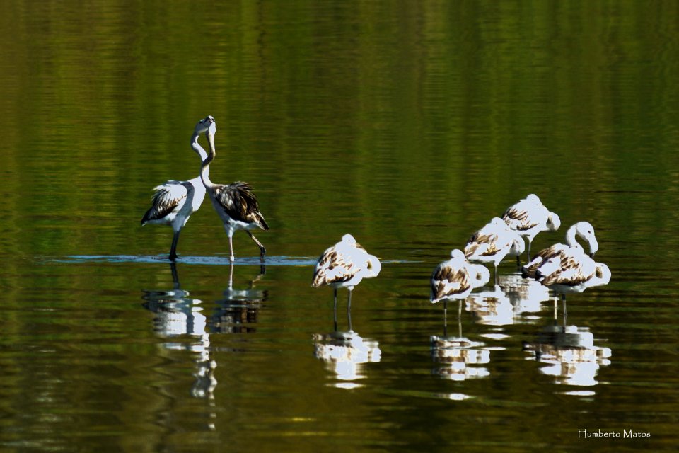 Flamingo (Phoenicopterus roseus)