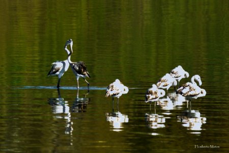Flamingo (Phoenicopterus roseus)