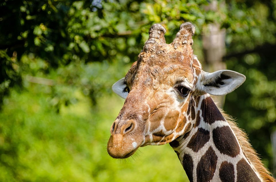 Wild animals jungle animals wild